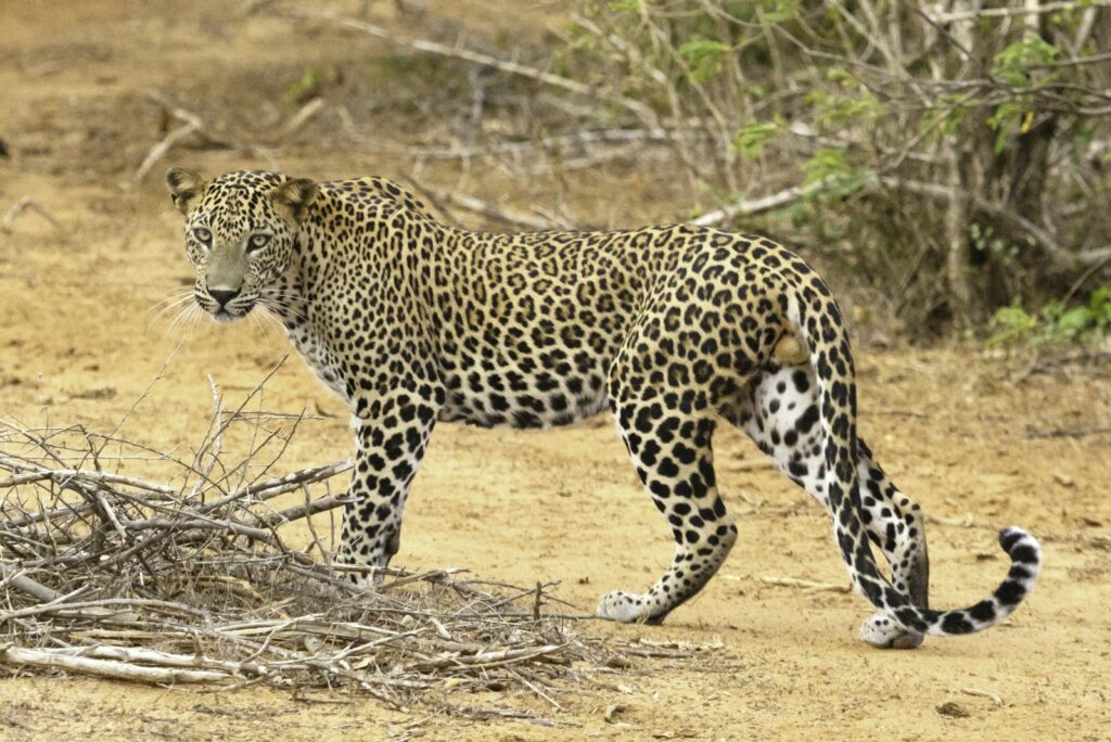Leopard Tracking Safari, Sri Lanka
