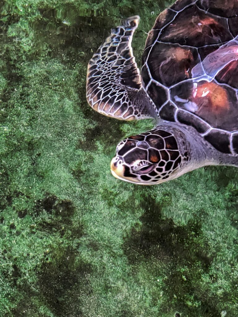 Snorkeling & diving, Sri Lanka