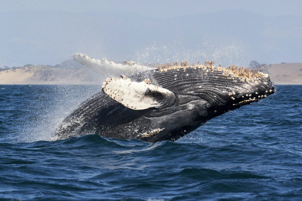 Whale watching