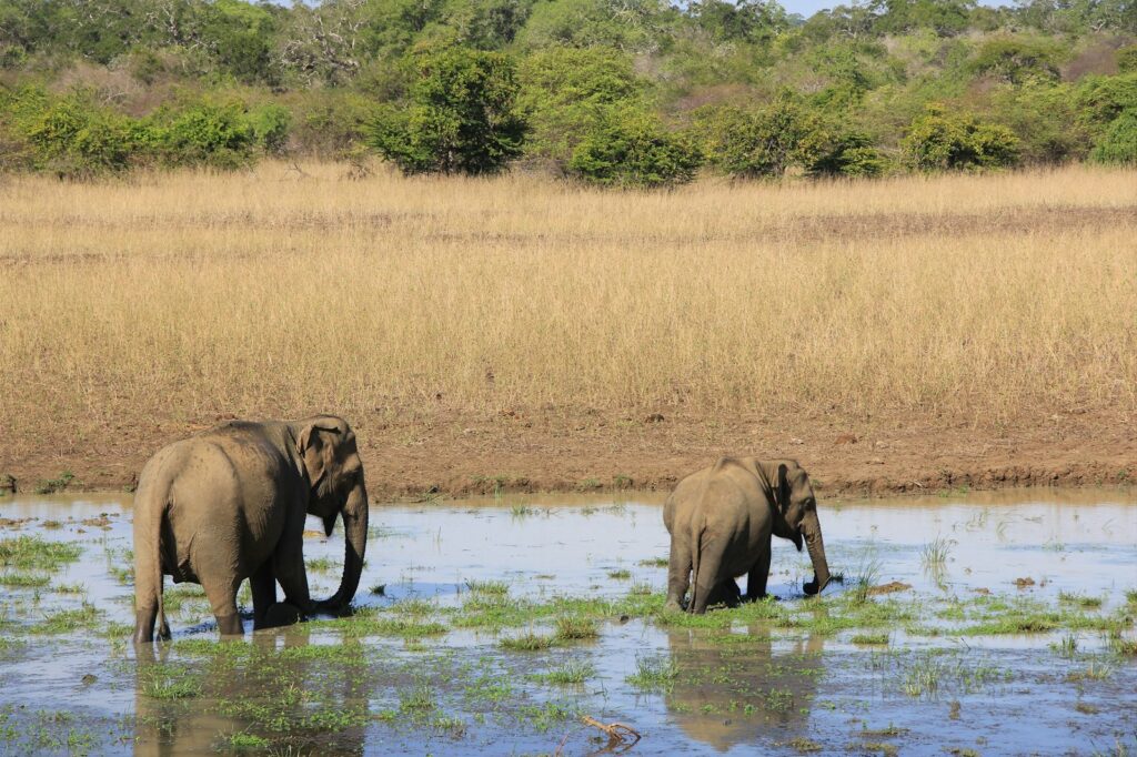 Elephants, Wildlife Safari, Sri Lanka