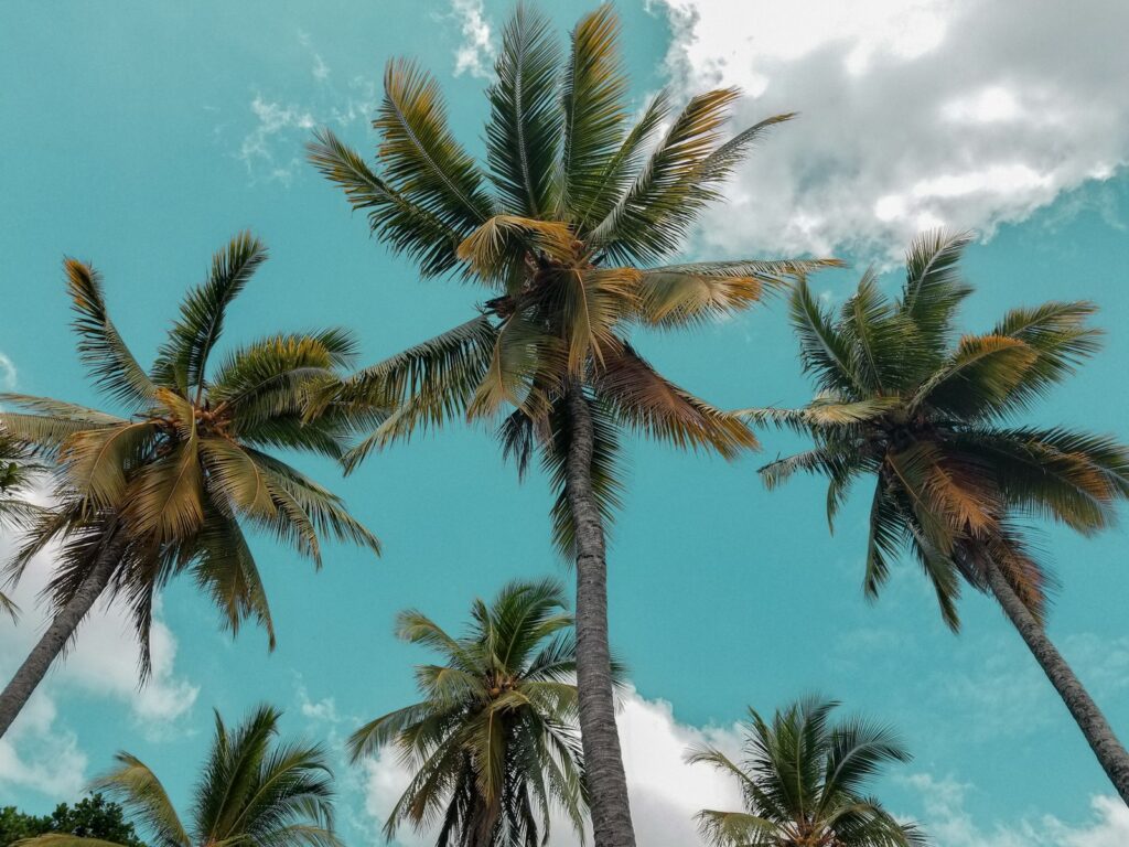 Palm trees, Bentota Beach, Sri Lanka