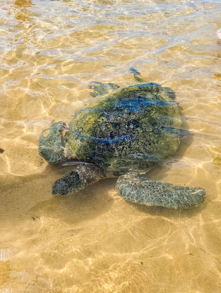 Sea turtle, Hikkaduwa Coral Reef, Sri Lanka