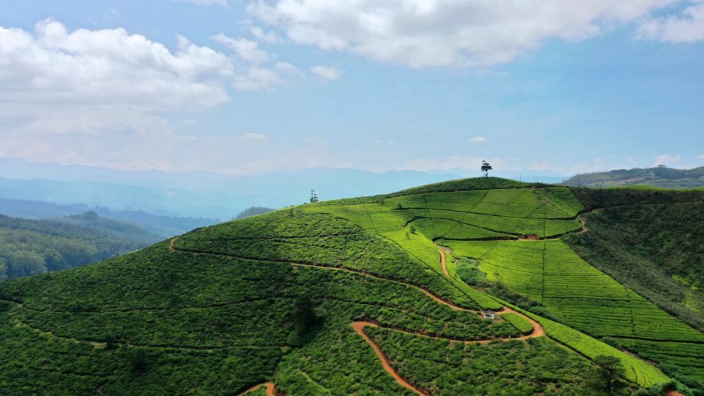 Tea plantations, Nuwara Eliya, Sri Lanka