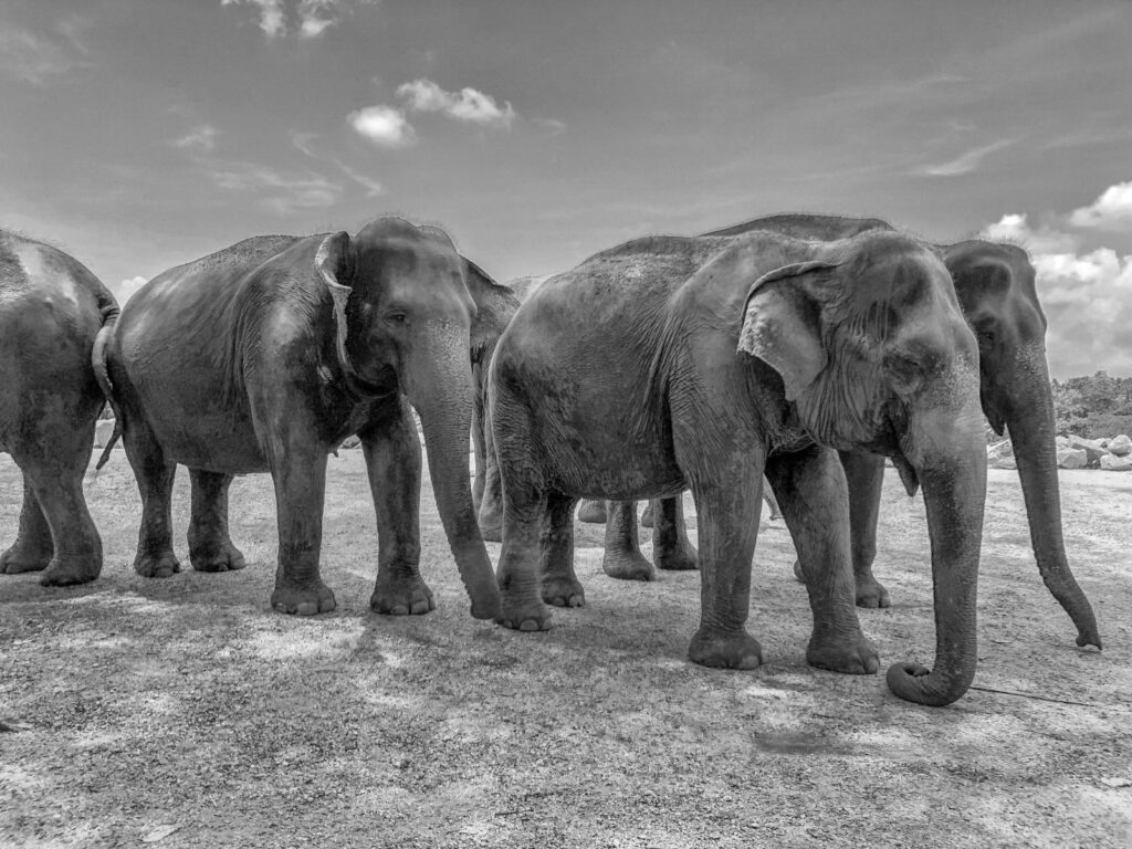 Elephants, Pinnawala Elephant Orphanage, Sri Lanka