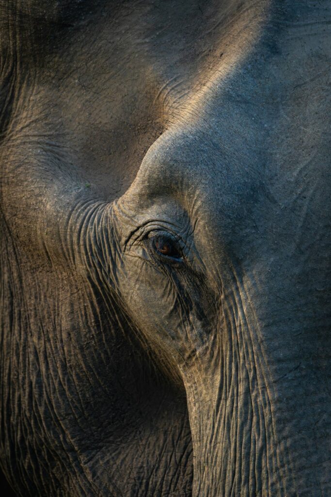Elephant, Udawalawe National Park, Sri Lanka