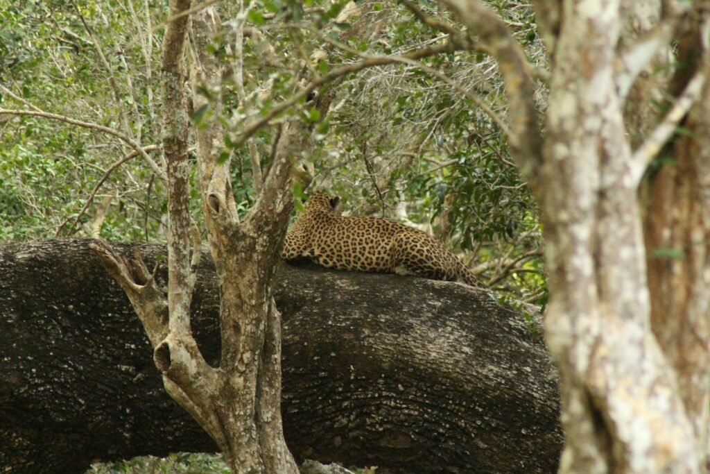 Leopard, Wilpattu National Park, Sri Lanka