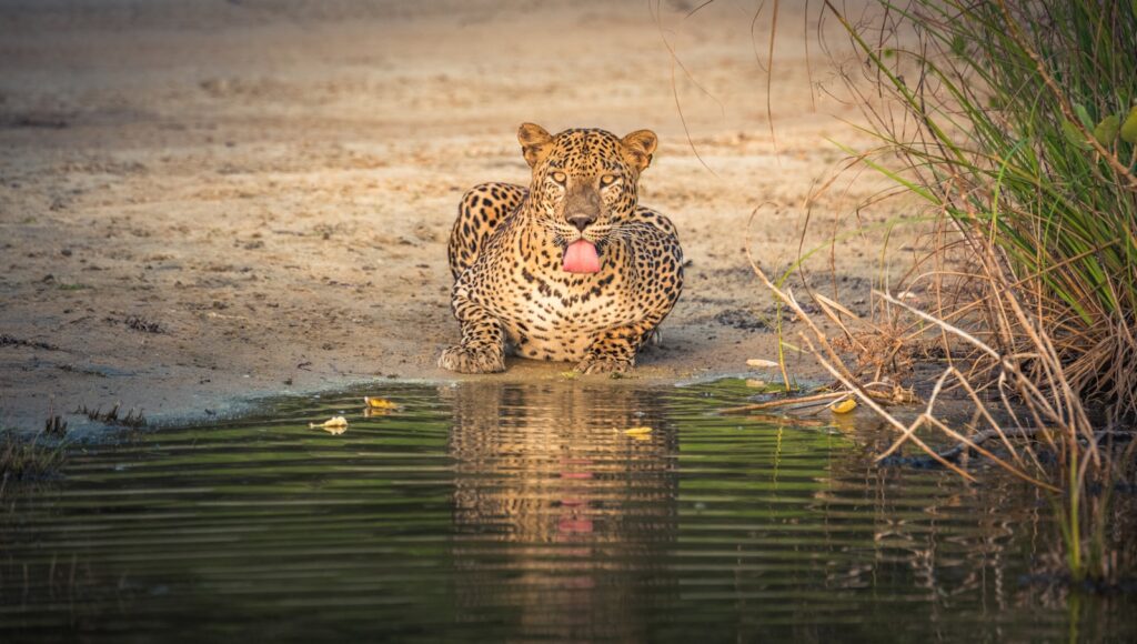 Leopard, Yala National Park, Sri Lanka